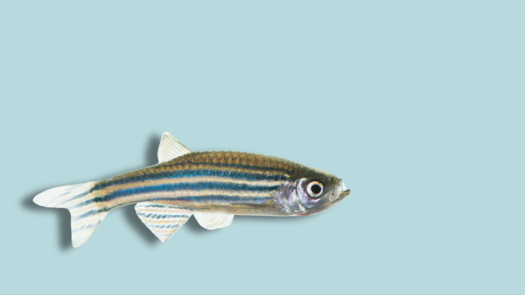 uno zebrafish a bocca aperta su sfondo uniforme