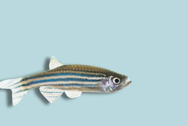 uno zebrafish a bocca aperta su sfondo uniforme