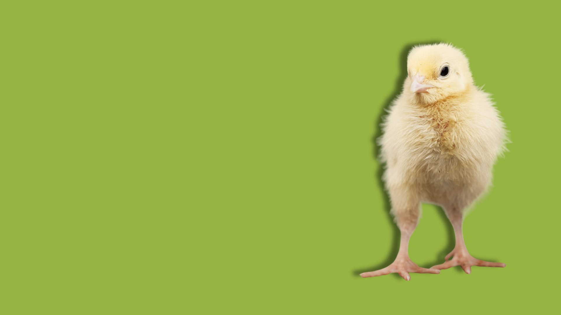 Il senso degli animali per i numeri