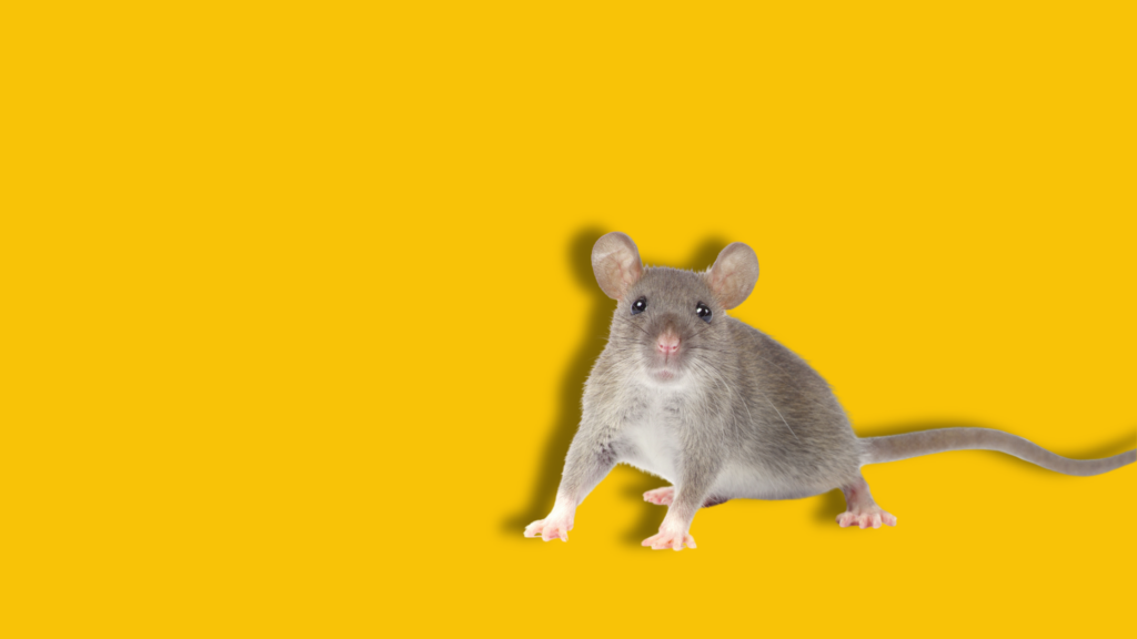 un topo grigio su sfondo giallo