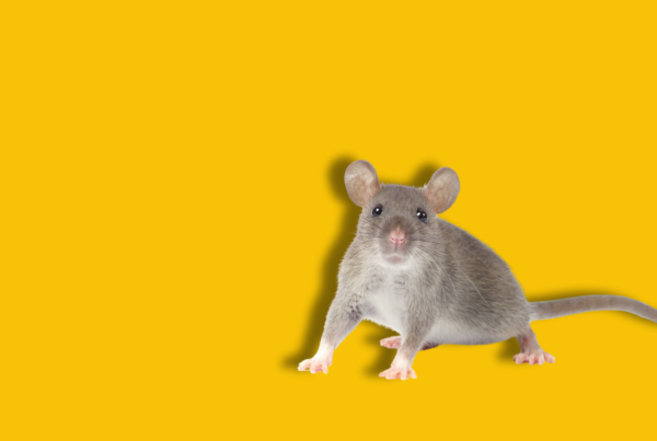 un topo grigio su sfondo giallo