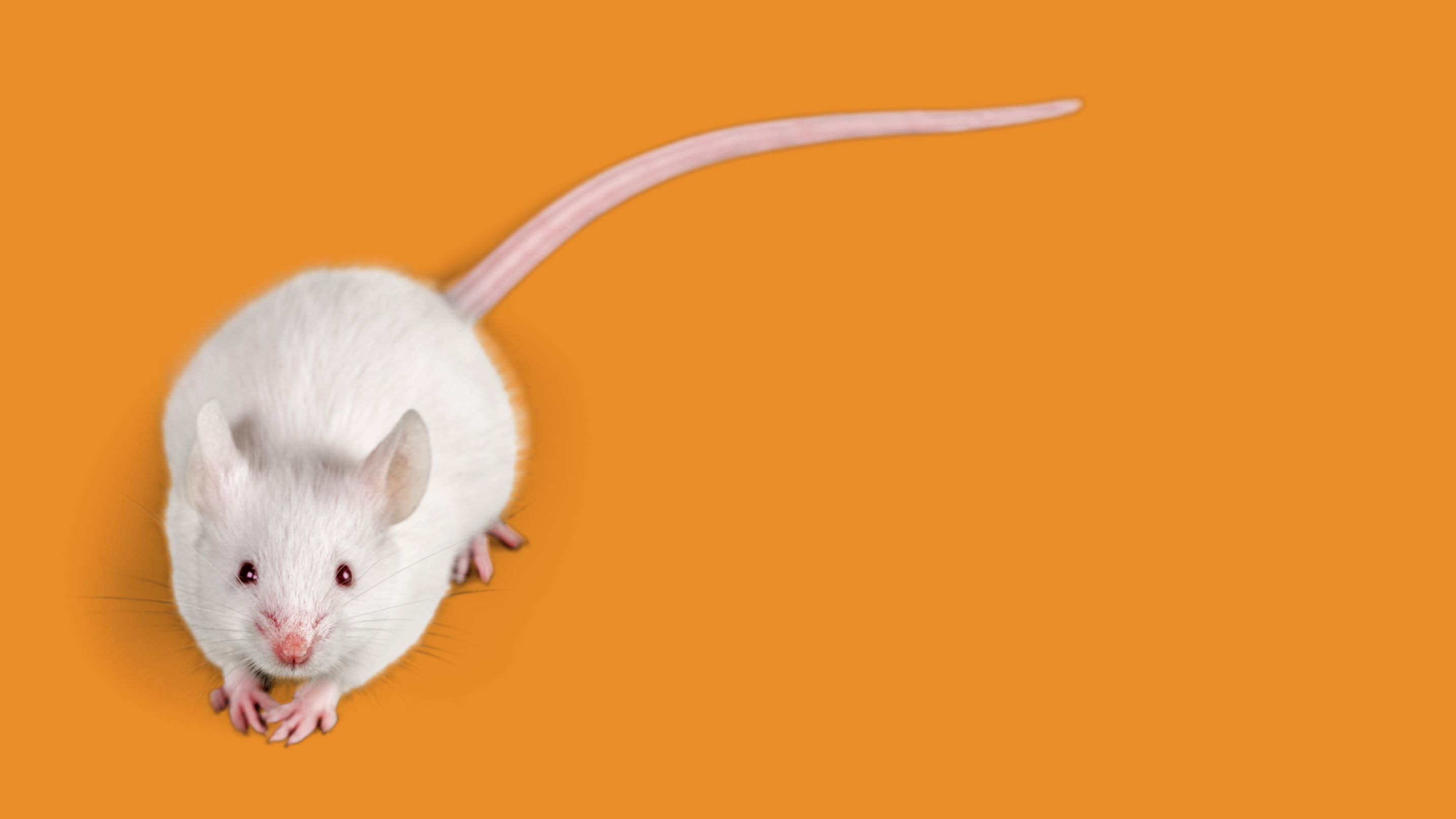 Come vivono gli animali negli stabulari