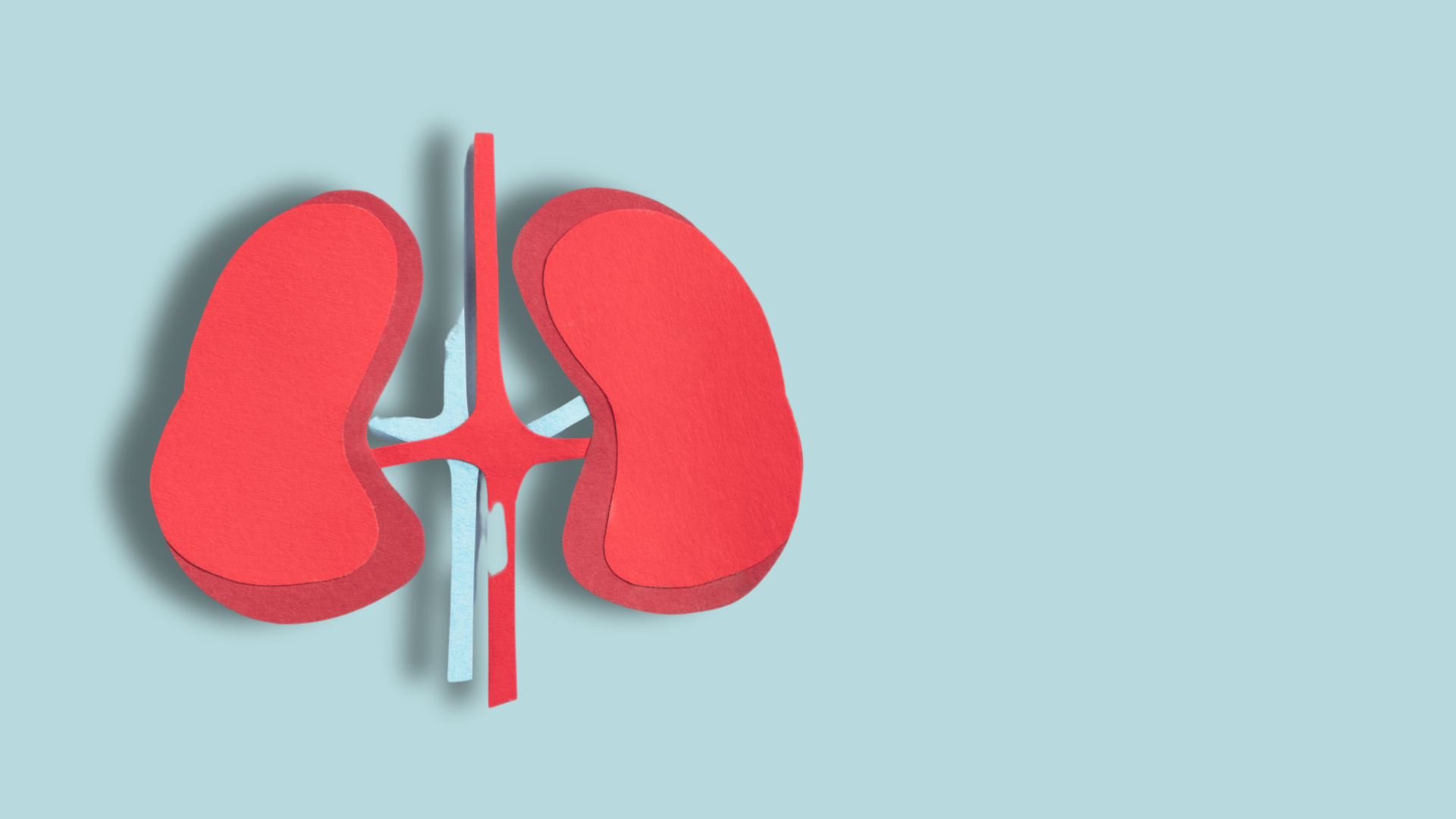 I nuovi studi sullo xenotrapianto di rene