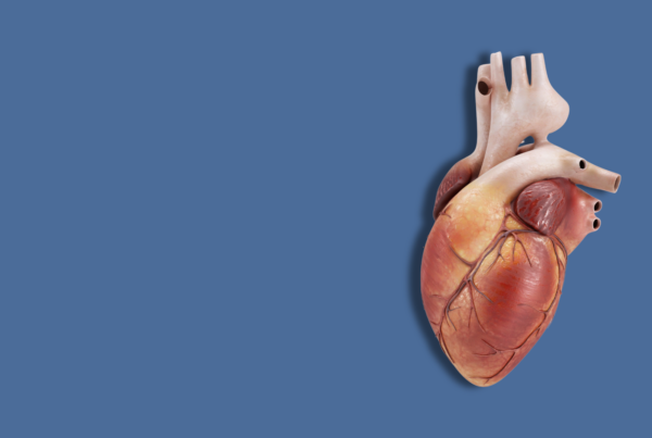 un modello di cuore umano su sfondo uniforme