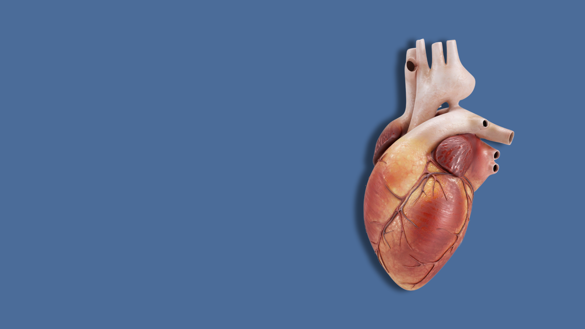 Valvole cardiache biologiche: perché usiamo (anche) tessuti animali