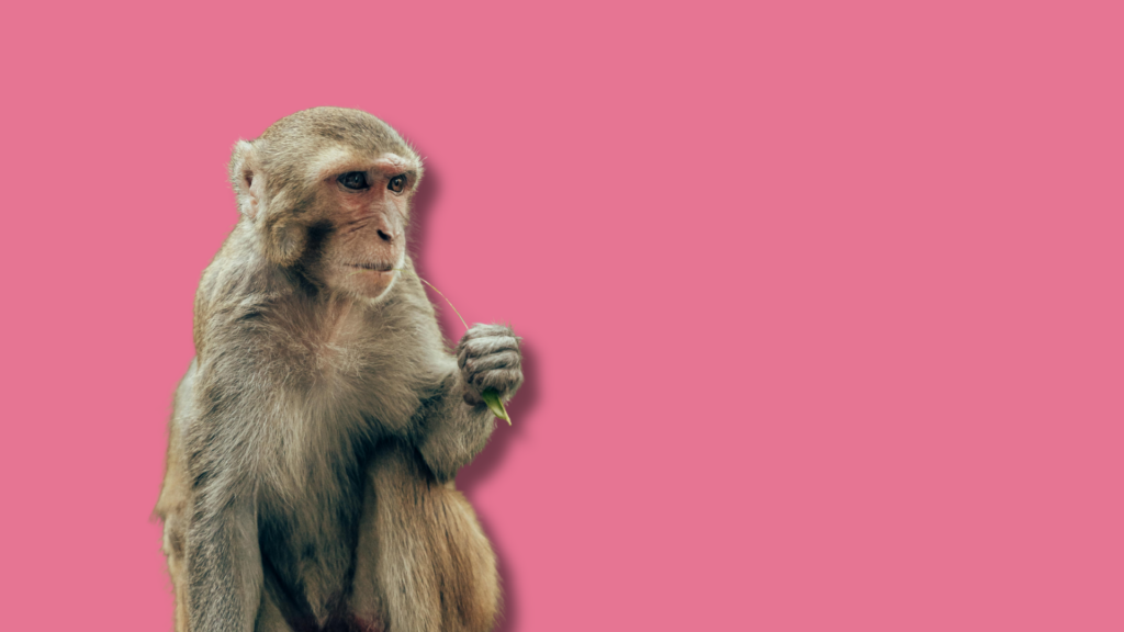 macaco su sfondo rosa uniforme