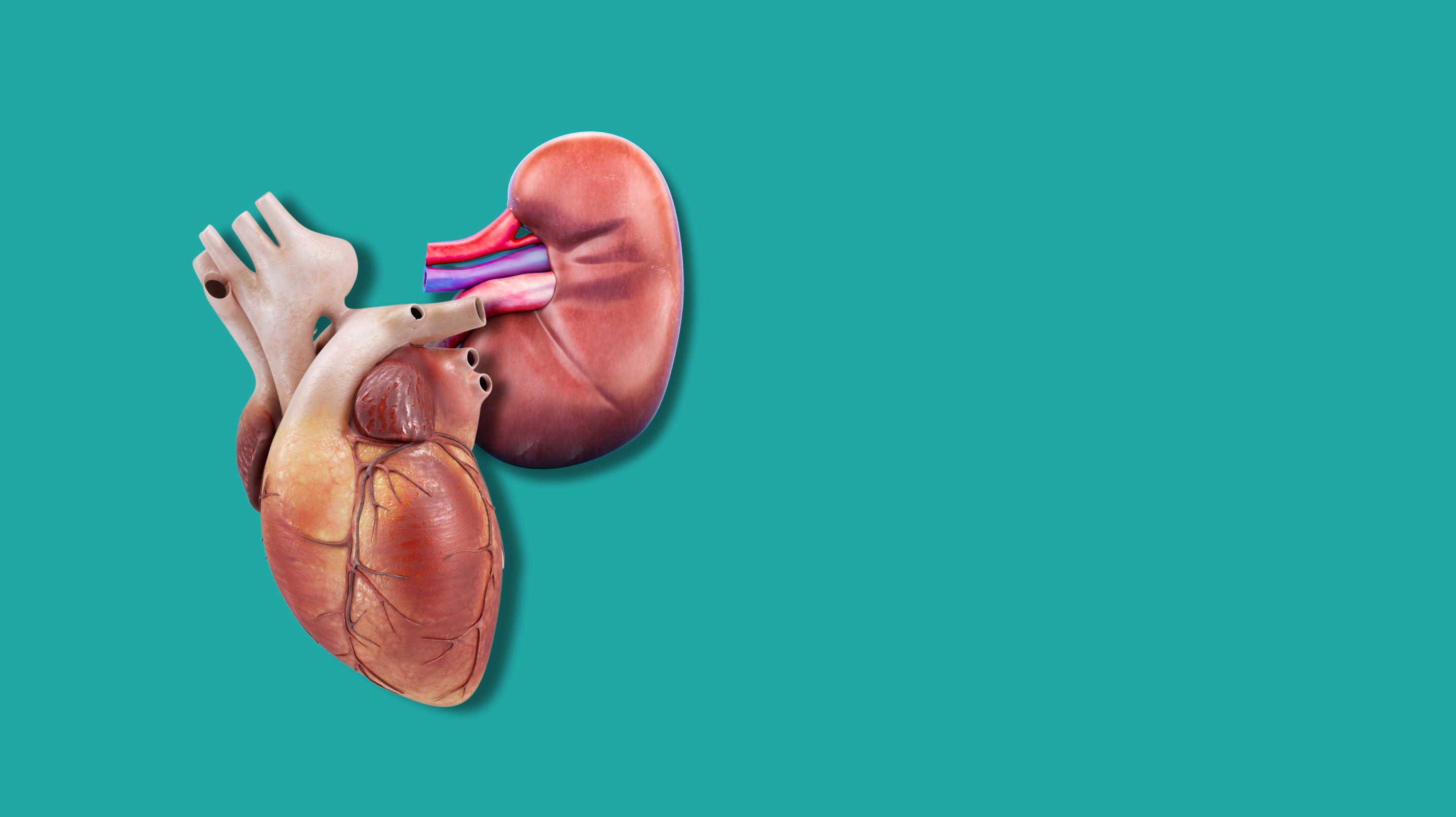 Xenotrapianti, lo stato dell’arte della ricerca