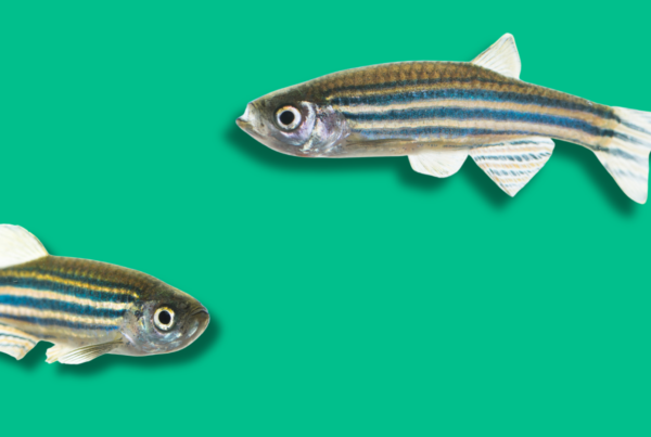 due zebrafish su sfondo verde acceso