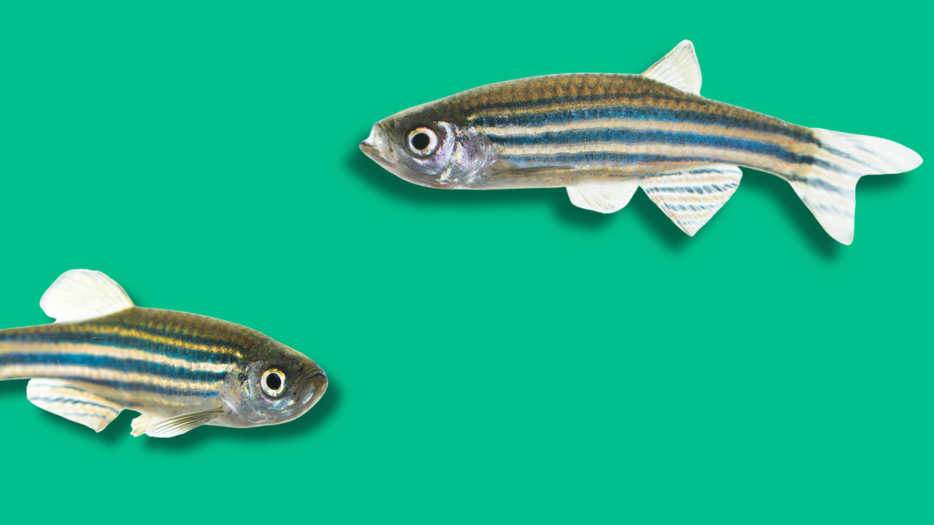 Ti presento lo zebrafish