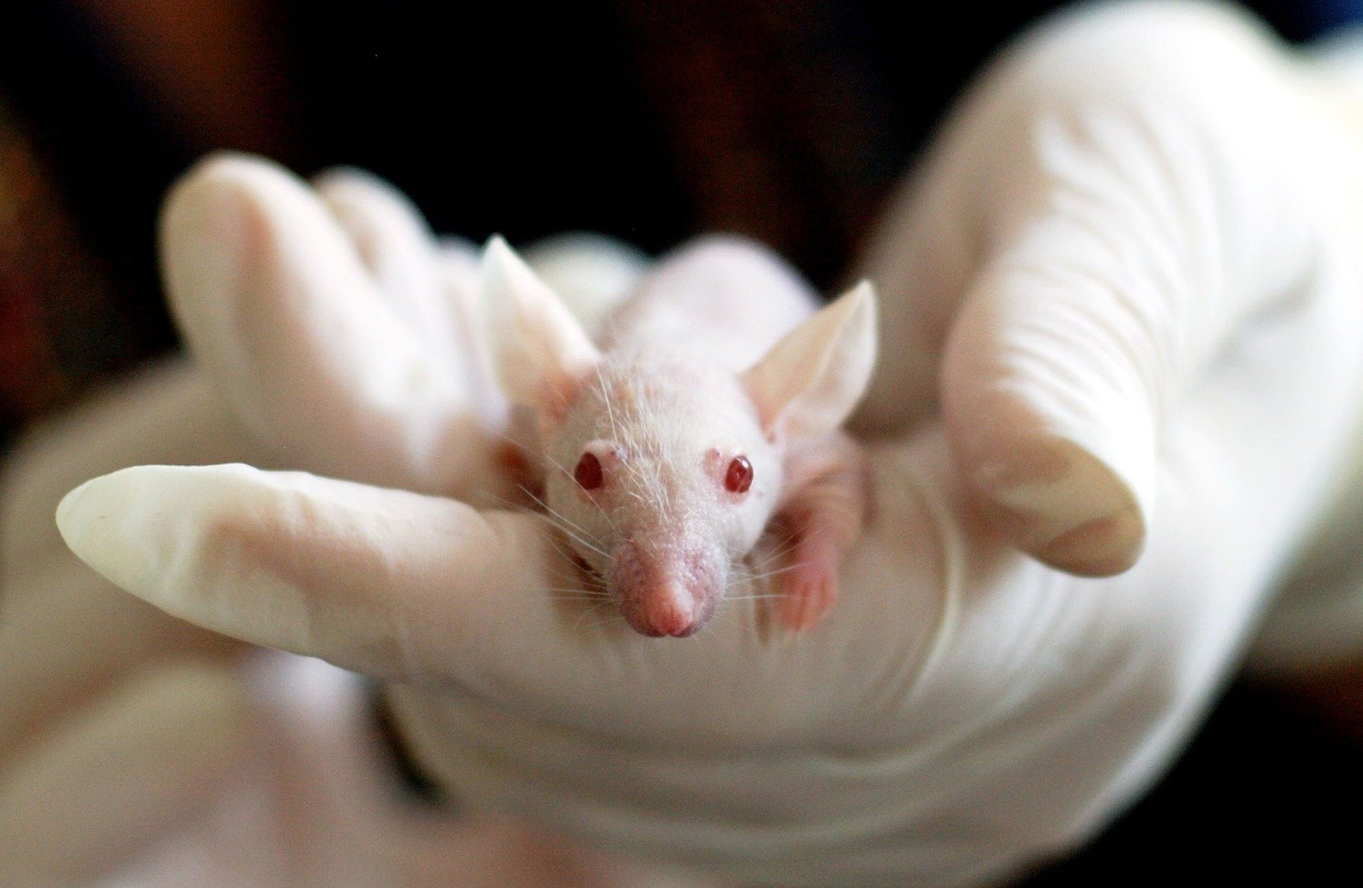 Prorogata di tre anni l’applicazione del divieto di sperimentazione animale su sostanze d’abuso e xenotrapianti d’organo