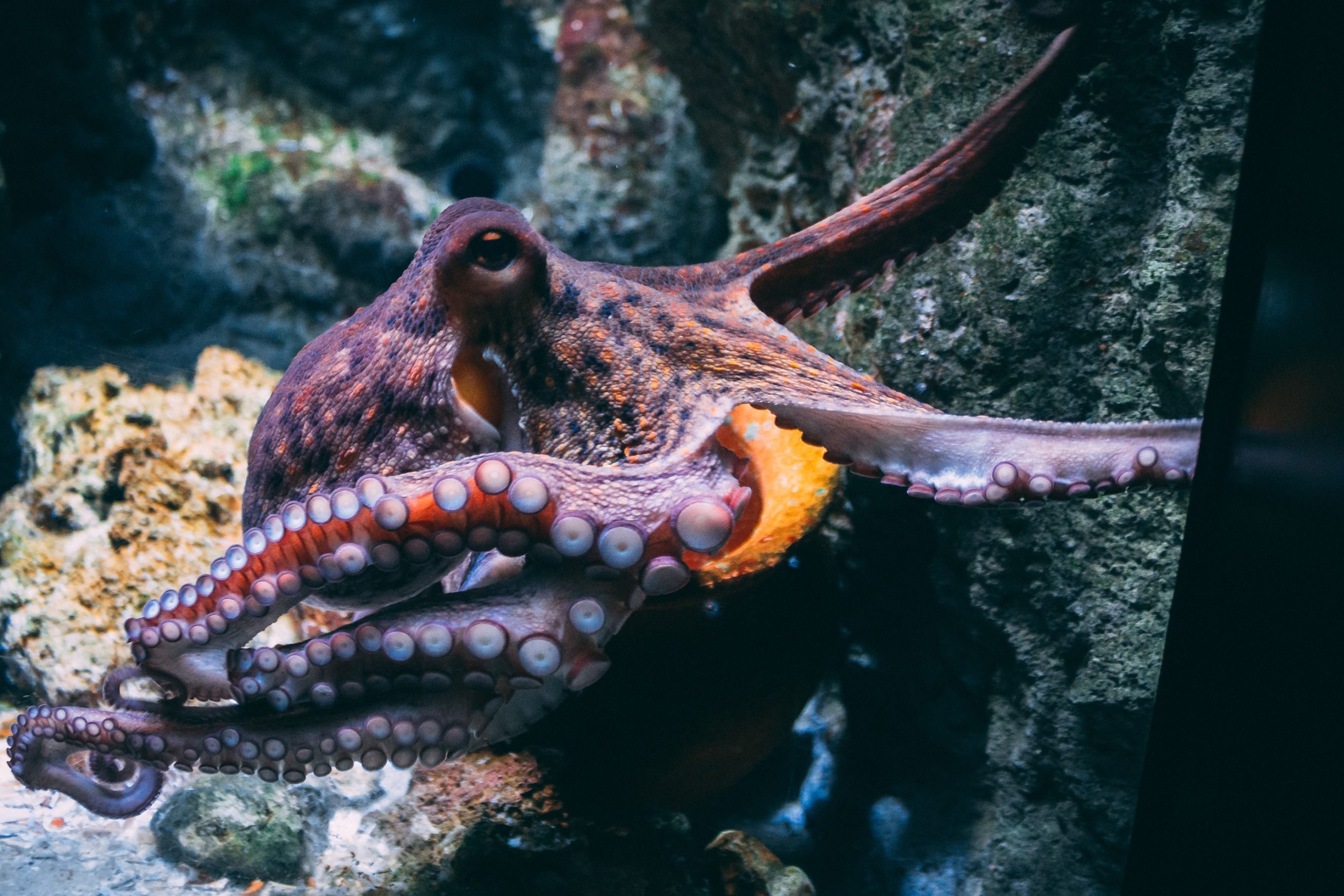 Ancora a proposito di invertebrati e senzienza