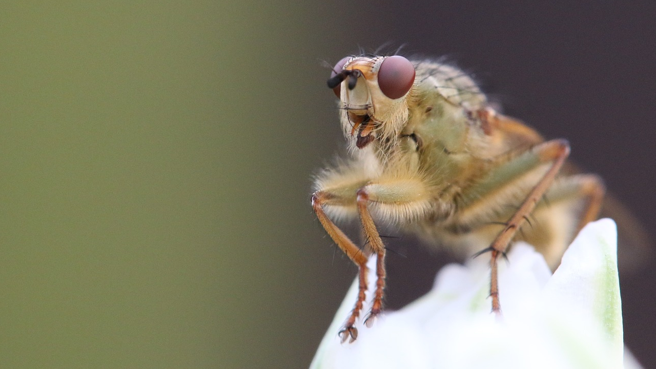 Drosophila: metodi alternativi per la ricerca biomedica