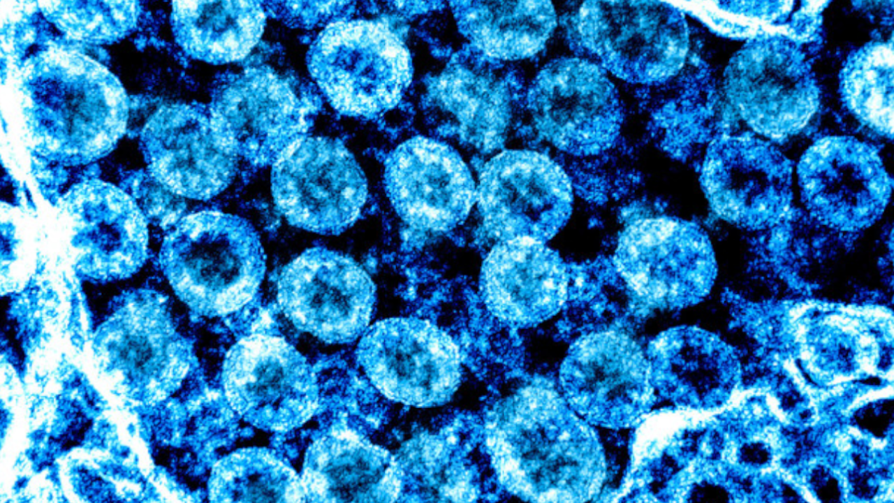 Coronavirus, la ricerca sugli animali elemento decisivo per battere il Covid-19