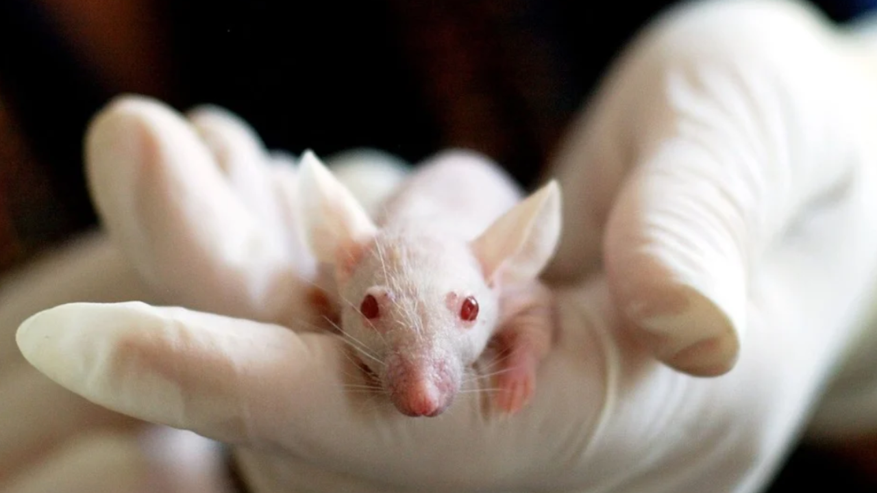Una relazione del Ministero della Salute ribadisce che la sperimentazione animale è ad oggi insostituibile.