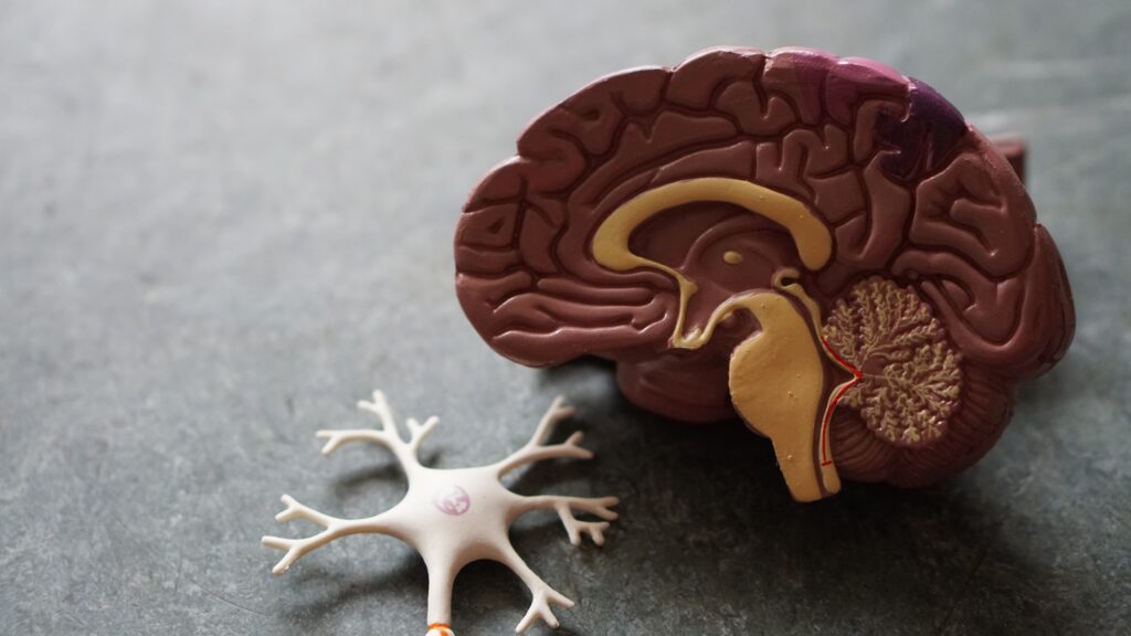 Modello anatomico del cervello
