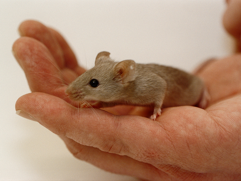 La ‘Max Planck Society’ adotta un White Paper per la sperimentazione animale